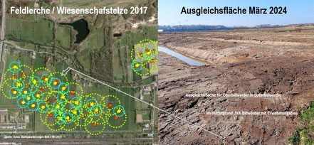 Heimat von Feldlerche, Wiesenschafstelze u.a. 