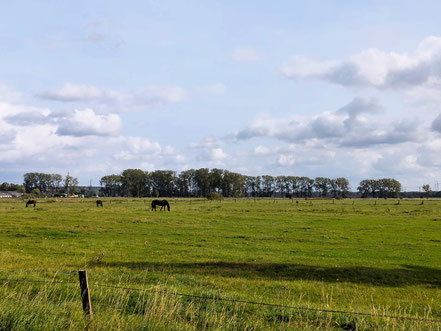 Blick vom Mittleren Landweg (Foto: Dorfgemeinschaft Billwärder e.V.)