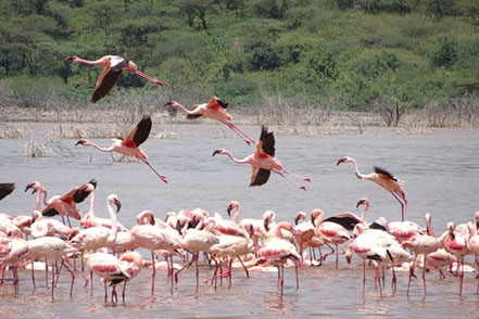 サファリのフラミンゴ
