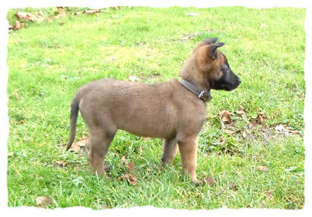 Berger belge malinois à l'école pour chiots à Dax