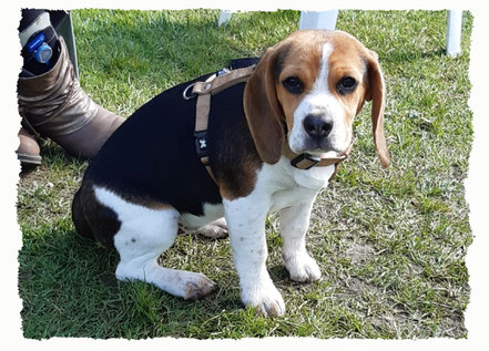 Chiot Beagle à l'école pour chiots à Dax