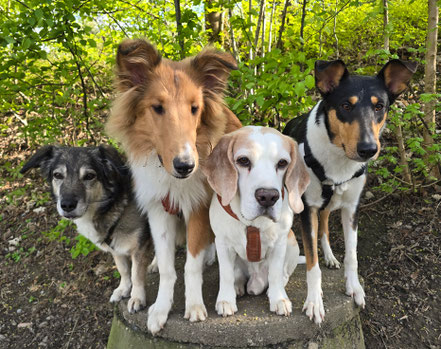 Nach derzeitiger Wurfplanung sollen meine Collies in 2027 Welpen bekommen