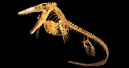 Photo: Plesioplatecarpus planifroms, MCDinosaurhunter via Wikimedia, CC BY-SA 3.0