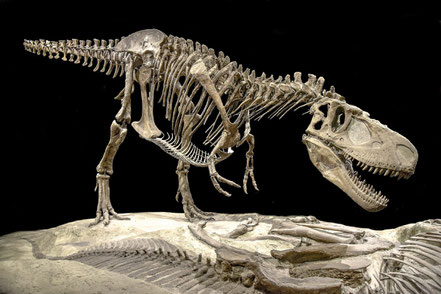 Photo credit: Daspletosaurus, Evolutionnumber9, CC BY-SA 4.0 , via Wikimedia Commons