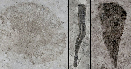 Photo: Fossil algae, Ediacaran Lantian Formation, Zhang et al. 2021: fig. 4, fair use. Source: https://doi.org/10.1016/j.palaeo.2021.110449