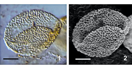 Photo: Angiosperm-like pollen Type I from the Middle Triassic of Switzerland, modified after Hochuli & Feist-Burkhardt 2013 in Frontiers, CC BY 4.0