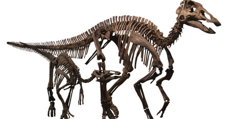 Photo credit: Edmontosaurus, MCDinosaurhunter, CC BY-SA 3.0 , via Wikimedia Commons