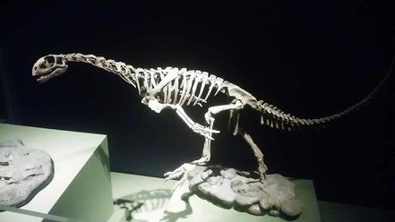 Photo: Chilesaurus diegosarezi, by ケラトプスユウタ, CC BY-SA 4.0 , via Wikimedia Commons
