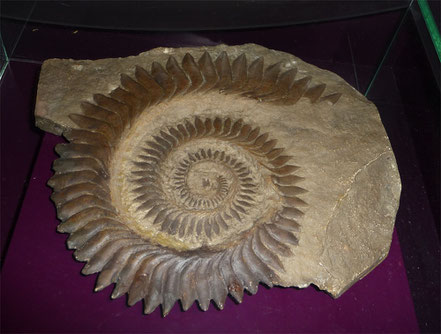 Image credit: Helicoprion, Citron, CC BY SA 3.0 , via Wikimedia Commons