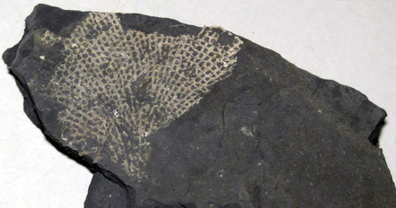 Photo: Fossil bryozoan, Carboniferous of Ohio, James St. John via Wikimedia, CC BY 2.0 DEED