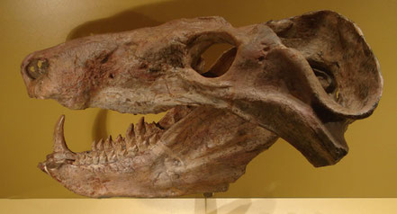 Photo credit: Ghedoghedo, CC BY-SA 3.0 , via Wikimedia Commons