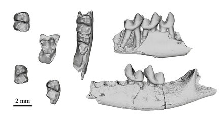 Photo: High resolution CT scans of fossilized teeth and jaw bones of Purgatorius mckeeveri material from UCMP, Gregory Wilson Mantilla / Stephen Chester, fair use