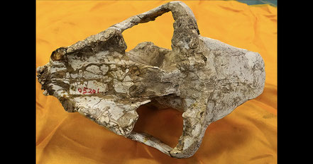 Photo: Forged fossil cheetah skull, Wang 2013, fair use