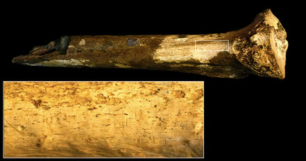 Photo: Hominin tibia KNM-ER 741, after Fig. 1 in Pobiner et al. 2023, fair use