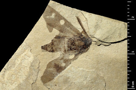 Photo credit: Gaëlle Doitteau, CC BY 4.0 , via Wikimedia Commons
