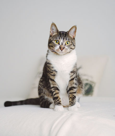 Katze schaut in Kamera und sitzt auf Bett