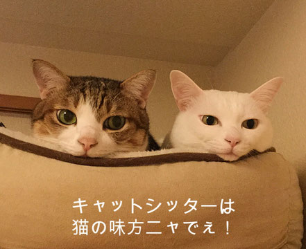 キャットシッターは猫の味方ニャでぇ