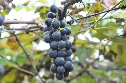 ブドウ - yasaitokudamonoのホームページへようこそ ！