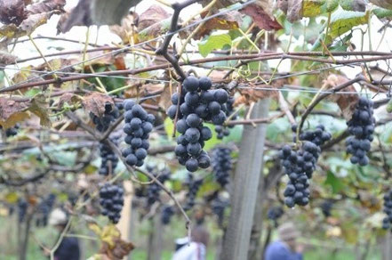 ブドウ - yasaitokudamonoのホームページへようこそ ！