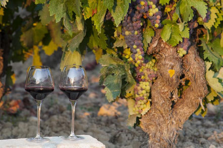 Weinreisen Spanien im Herbst
