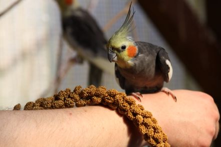 Nymphensittich-Männchen (wildfarbe)