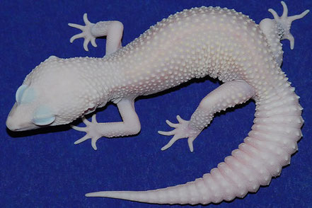 Diablo Blanco subadult von Steve Sykes