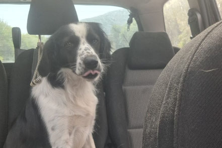 Streunerherzen Hunde
