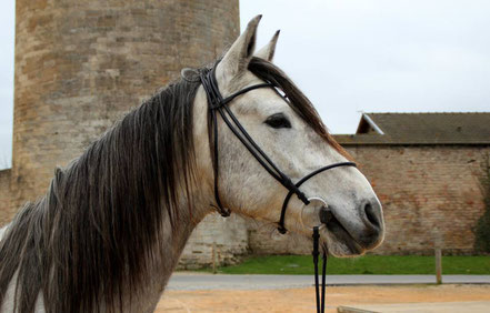 Bridon cousu-rond, Aragon du Céor (cheval barbe) élevage des Pomaredes (30270 Saint Jean du Gard)