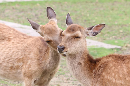 奈良公園の鹿