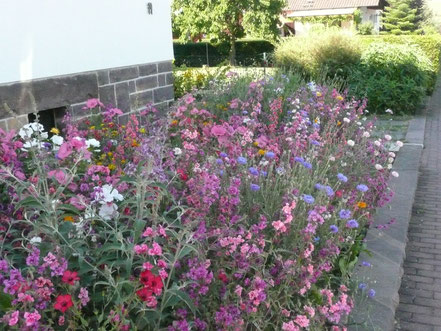 Wildblumenwiese im Vorgarten