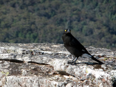 On Top of the Castle...