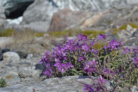 Arktische Blumen bringen etwas Farbe in die sonst eher karge Landschaft