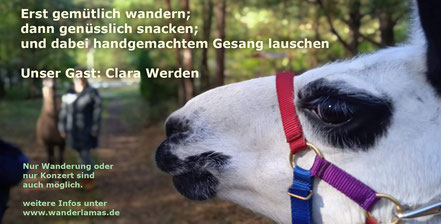 sich selbst Entdecken dank Lamas und Alpakas