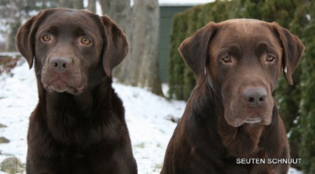 Alba vom Behmerhof - Emma + Z-Labben´s Brown Zantana(DK) - Carlos