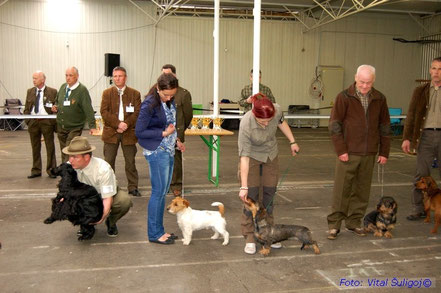 Hier ein kleiner Teil der über 30 Hunde, welche ums "Junior Best in Show" liefen - Baronesse wurde BIS/J 1. Platz!!!