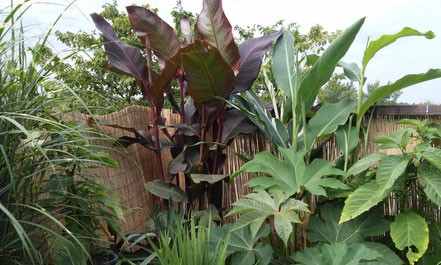 Canna " Musafolia rubra "