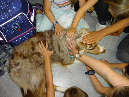 Kinderhände streicheln einen Therapiehund - Juli 2025