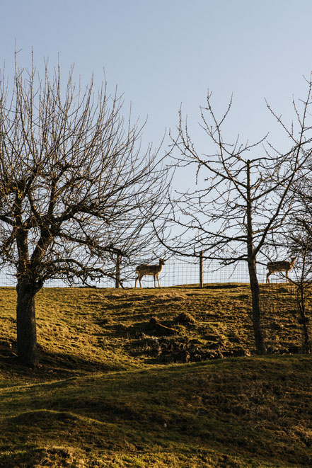 Neresheim, wandern, Wanderweg, Natur, Härtsfeldsee, Ostalbkreis, "Stift und Linse", Härtsfeld