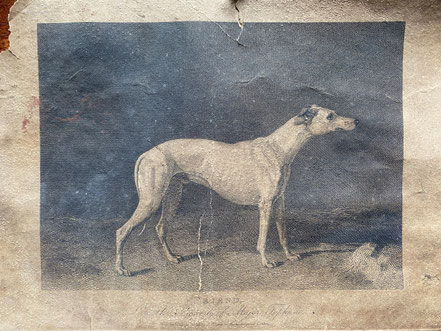 Naive portrait of 'Friend' one of Major Tophams' greyhounds, early 19th century