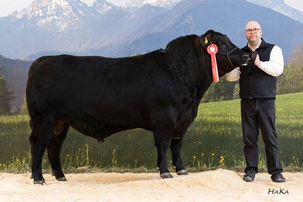 Angus Champion 2020 Genostar Fleischrindertag