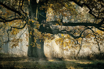 Herbstlicher Eichenwald bei Dessau