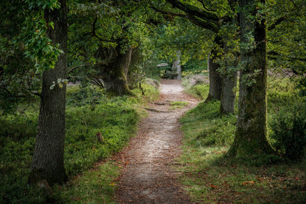 Wanderweg durch die Lüneburger Heide, Wilsede