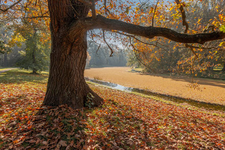 Schlosspark Luisium