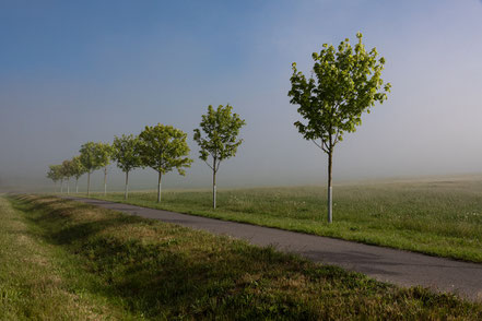 Nebel am Kap Arkona