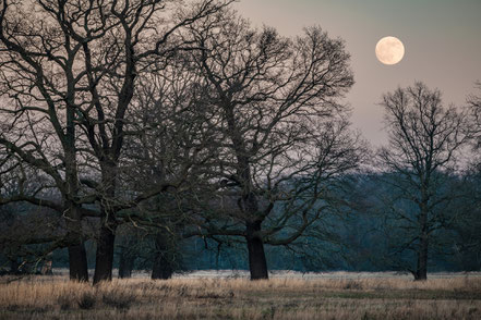 Vollmond über Elbwiesen bei Dessau