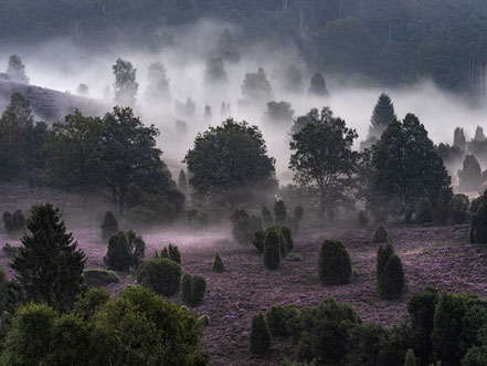 Morgennebel, Fotoworkshop, Lüneburger Heide