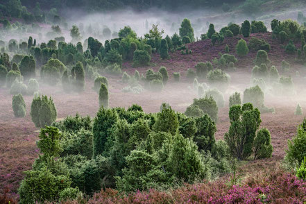 das perfekte Landschaftsfoto, Nebel, Lüneburger Heide