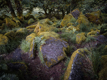 Wistman's Wood in Devon