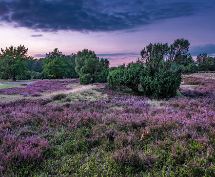 Lüneburger Heide, Niedersachsen