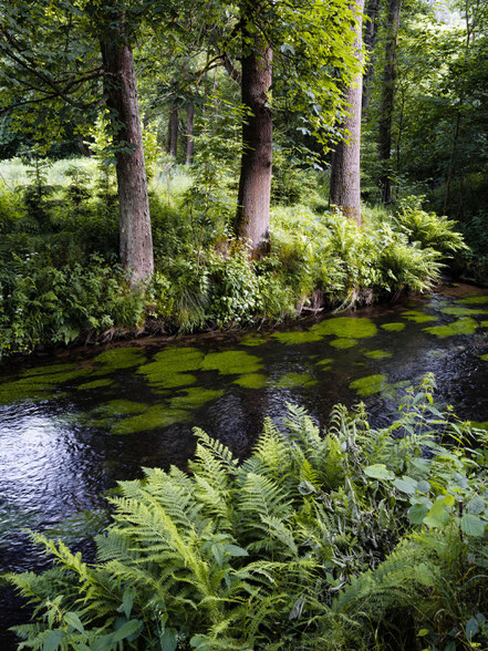 Idylle an der Kamnitz